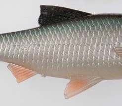 Budget ๐ Savage Gear 3D LB River Roach Paddletail โ๏ธ 5 Budget ๐ Savage Gear 3D LB River Roach Paddletail โ๏ธ -Glasgow Angling Sales 3d lb river roach paddletail green silver ghost 22cm 125g