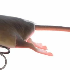 Deals π Savage Gear 3D Rad π 14 Deals π Savage Gear 3D Rad π -Glasgow Angling Sales 3d rad bloody red belly scaled