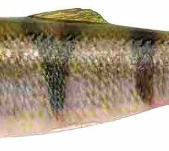 New ✨ Savage Gear LB 4D Herring Shad 🔥 7 New ✨ Savage Gear LB 4D Herring Shad 🔥 -Glasgow Angling Sales 4d herring shad perch