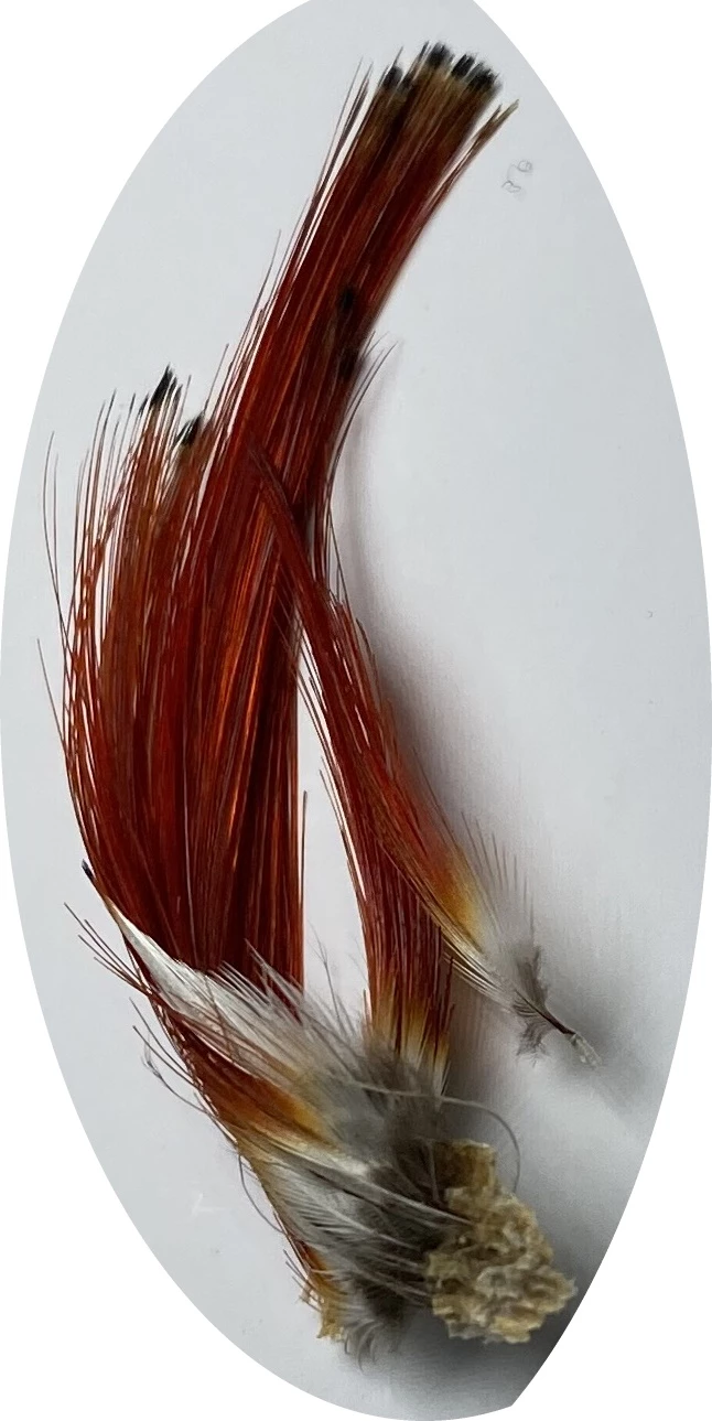 Best deal 🌟 Lureflash Amherest Pheasant Crests ❤️ 1 Best deal 🌟 Lureflash Amherest Pheasant Crests ❤️