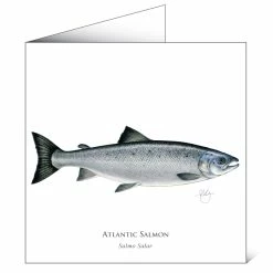 Brand new 🎁 Mayfly Art Atlantic Salmon Greetings Card 😍