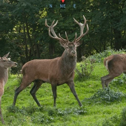 Budget 😀 ATN BinoX 4K Smart 4K Day / Night Rangefinder Binoculars 4 -16 🔔 -Glasgow Angling Sales binox 4k smart 4k 4 16 day