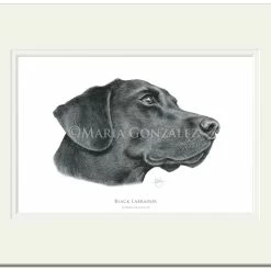 Best Sale ⌛ Mayfly Art Black Labrador Signed Print 🎁