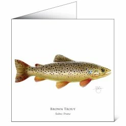 Cheapest 🧨 Mayfly Art Brown Trout Greetings Card 🎁