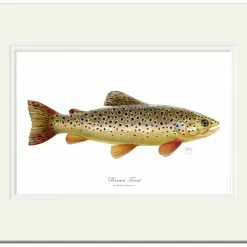 Promo 🤩 Mayfly Art Brown Trout Signed Print ✨