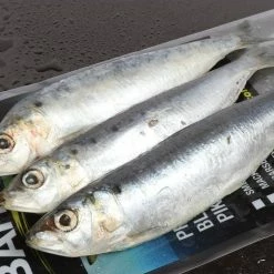 New 😍 Baitbox Bulk Sardine x 3lb 🔔