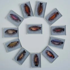 Best Pirce 🛒 Carp Art Colin Eaton Classic Carp Fridge Magnet 🥰