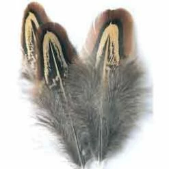 Coupon 🌟 Veniard Cock Pheasant Shoulder Church Windows 🎉