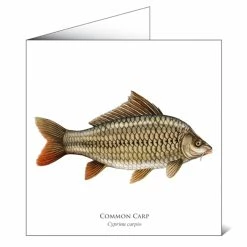 Outlet 👍 Mayfly Art Common Carp Greetings Card 🔔