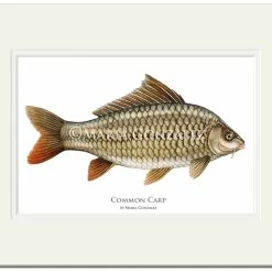 Hot Sale 👏 Mayfly Art Common Carp Signed Print 🎁