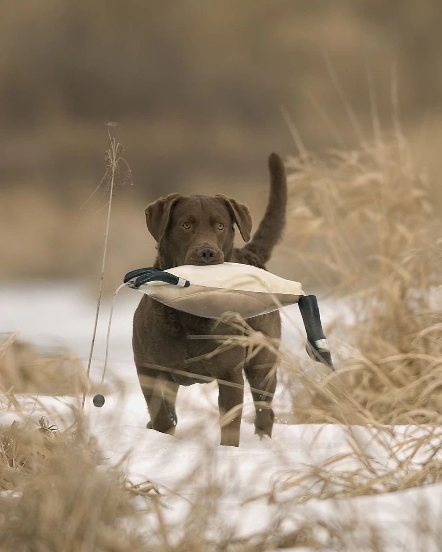 Hot Sale 😍 Dokken DeadFowl Game Bird Dummies ✨ 2 Hot Sale 😍 Dokken DeadFowl Game Bird Dummies ✨ - Image 2