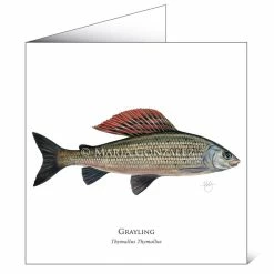 Best reviews of 🎉 Mayfly Art Grayling Greetings Card 💯