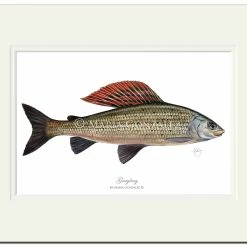 Cheapest 😉 Mayfly Art Grayling Signed Print ⭐