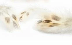 Buy ⌛ Veniard Hen Mallard Breast 2gm 🌟