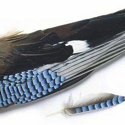 Best Pirce 🧨 Veniard European Jay Wings 👏