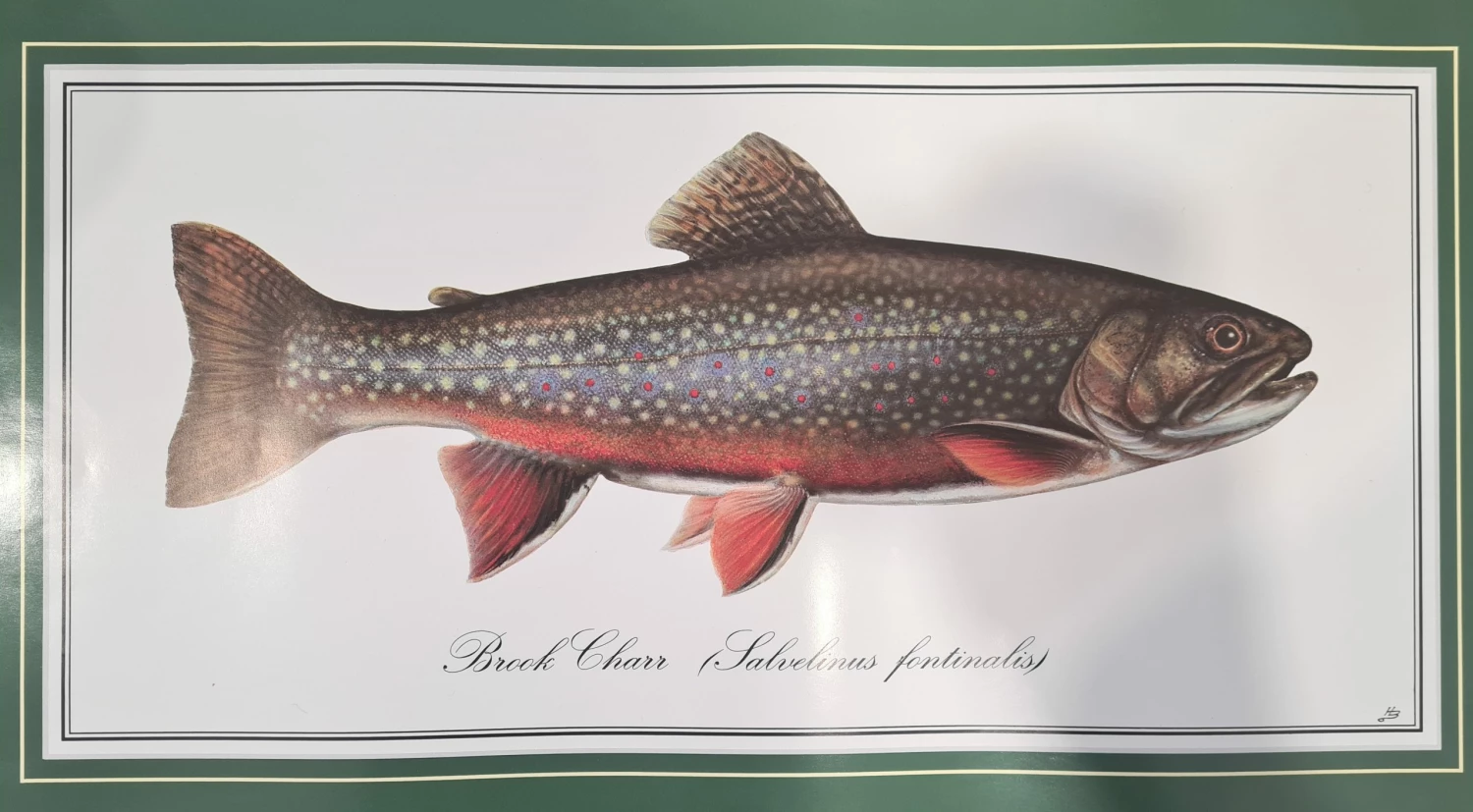 Wholesale ✨ Just Fish Large Signed Print - Unframed 🤩 3 Wholesale ✨ Just Fish Large Signed Print - Unframed 🤩 - Image 3