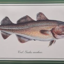 Wholesale ✨ Just Fish Large Signed Print - Unframed 🤩