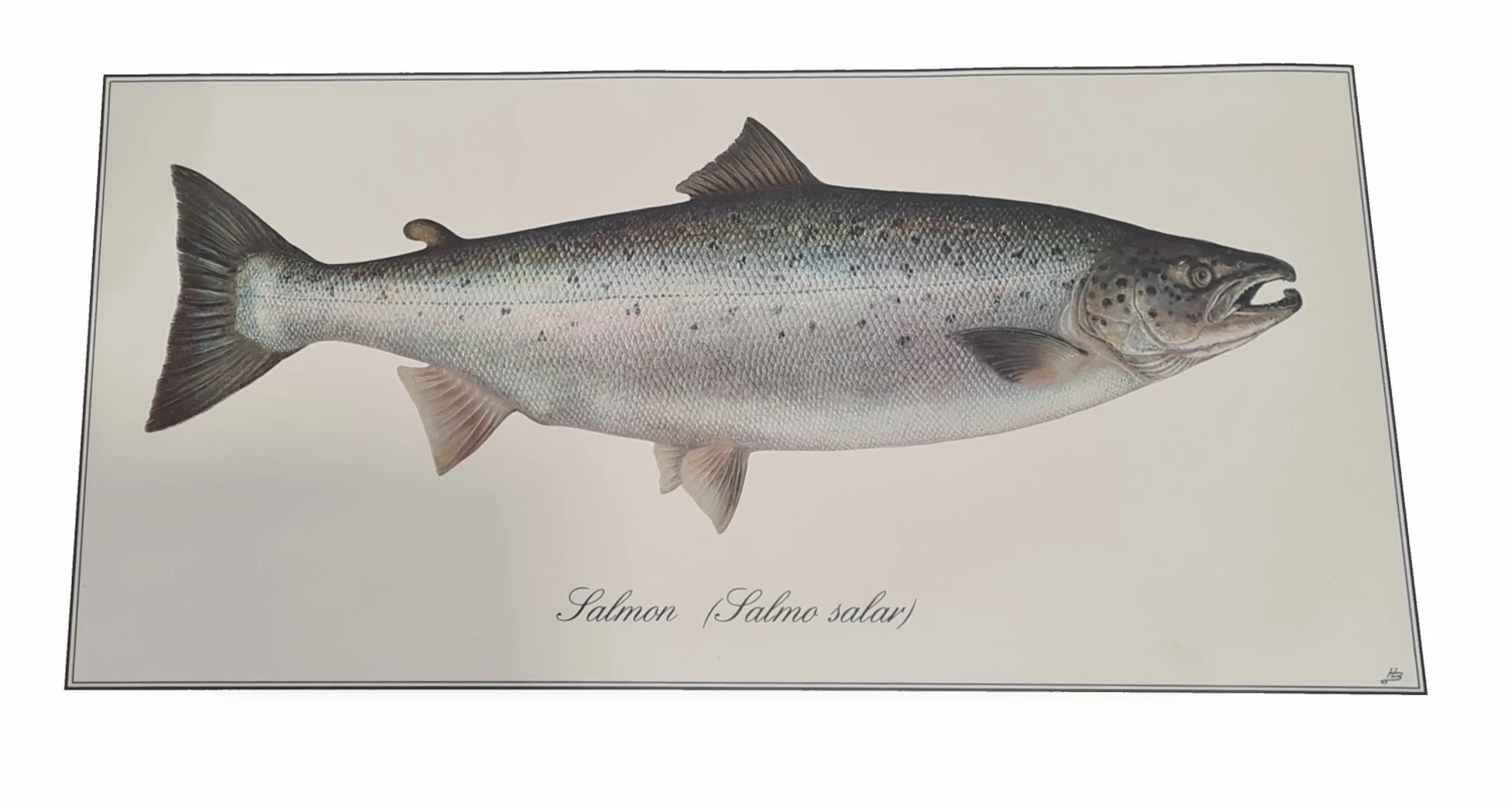 Wholesale ✨ Just Fish Large Signed Print - Unframed 🤩 2 Wholesale ✨ Just Fish Large Signed Print - Unframed 🤩 - Image 2