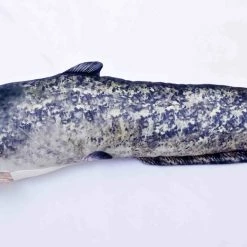 Outlet 🔔 Gaby Catfish Pillow 😍