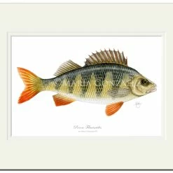 Cheapest 👏 Mayfly Art Perch Signed Print ✨