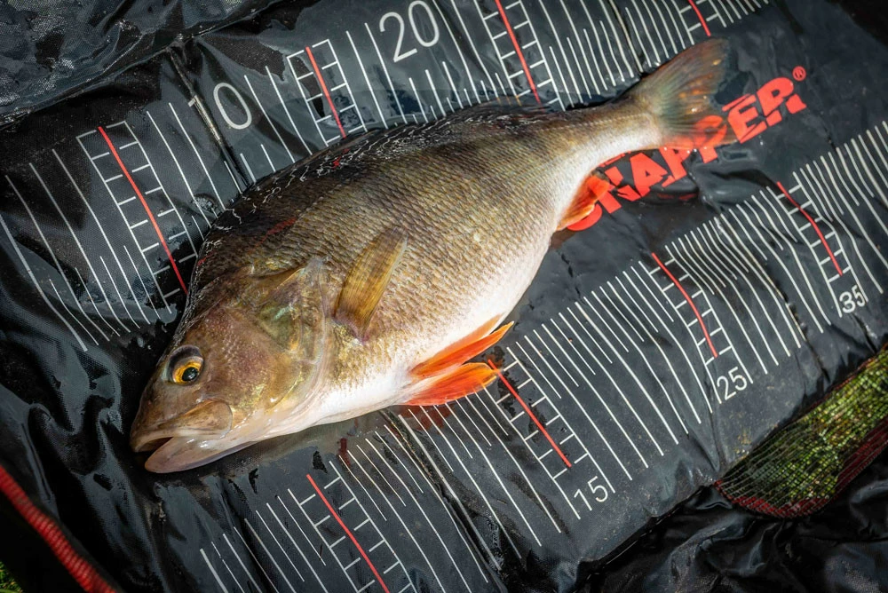 Best reviews of 👍 Korum Snapper Perch Fast Mat 🤩 3 Best reviews of 👍 Korum Snapper Perch Fast Mat 🤩 - Image 3
