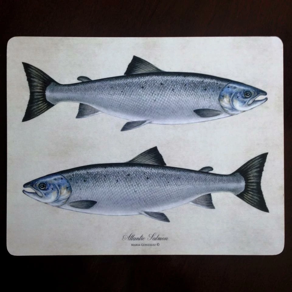 Best deal ❤️ Mayfly Art Placemat 🧨 1 Best deal ❤️ Mayfly Art Placemat 🧨