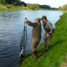 Cheap ⌛ McLean Salmon 3XL Weigh Net Rubber Mesh 33in ❤️ 4 Cheap ⌛ McLean Salmon 3XL Weigh Net Rubber Mesh 33in ❤️ - Image 4