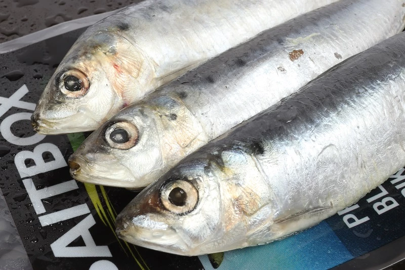 Cheap 🧨 Baitbox Sardine Session Pack (6 per pack) 😀 2 Cheap 🧨 Baitbox Sardine Session Pack (6 per pack) 😀 - Image 2