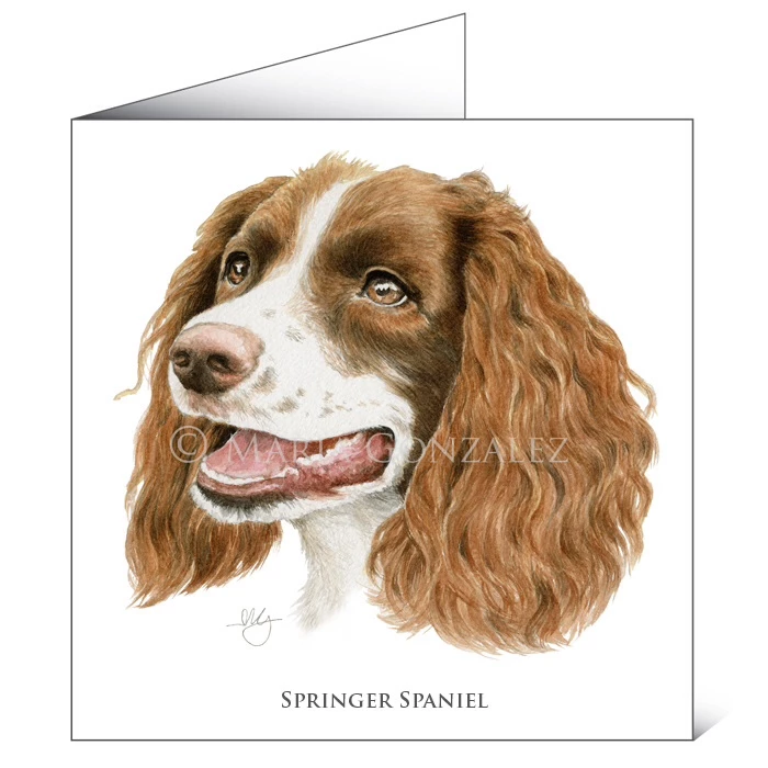 Brand new 🛒 Mayfly Art Springer Spaniel Greetings Card 😉 1 Brand new 🛒 Mayfly Art Springer Spaniel Greetings Card 😉