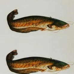 Brand new ✔️ Just Fish Sticker Catfish 3cm 👍