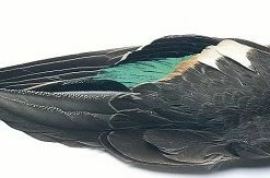 Hot Sale 🌟 Veniard Teal Wings 😍