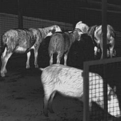 Best Pirce 🧨 Guide TrackIR Pro 19 Thermal Imaging Monocular 🥰 -Glasgow Angling Sales trackir pro 19 thermal imaging monocular c