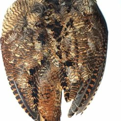 Cheap ⌛ Veniard Woodcock Skin Complete 🥰